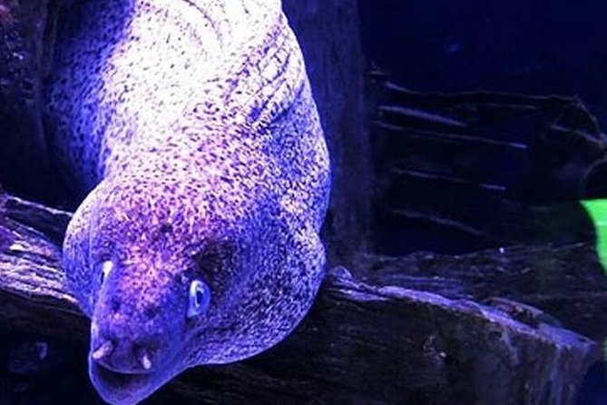 "Side: Scuba Diving in the Fascinating Underwater Museum" - What this Side scuba trip is really about