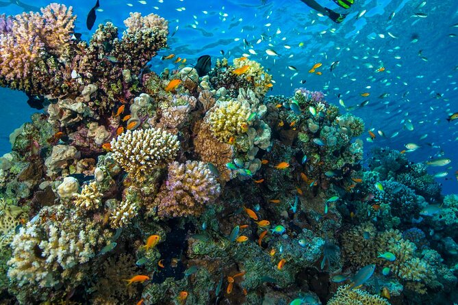 "Side: Scuba Diving in the Fascinating Underwater Museum" - Two separate underwater sessions