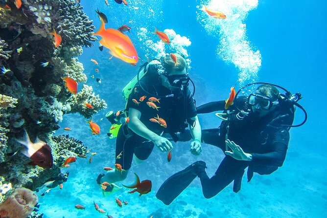 "Side: Scuba Diving in the Fascinating Underwater Museum" - The value of $40.52