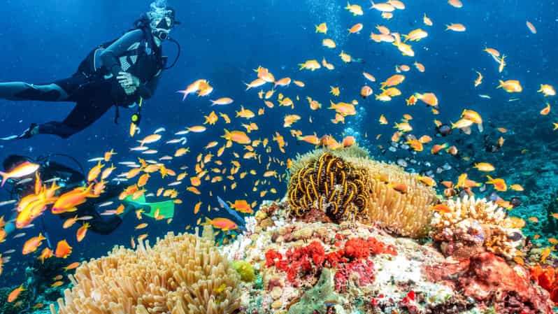 Side: Scuba Diving Tour Journey To The Depths Of The Blue - What you actually get for $53