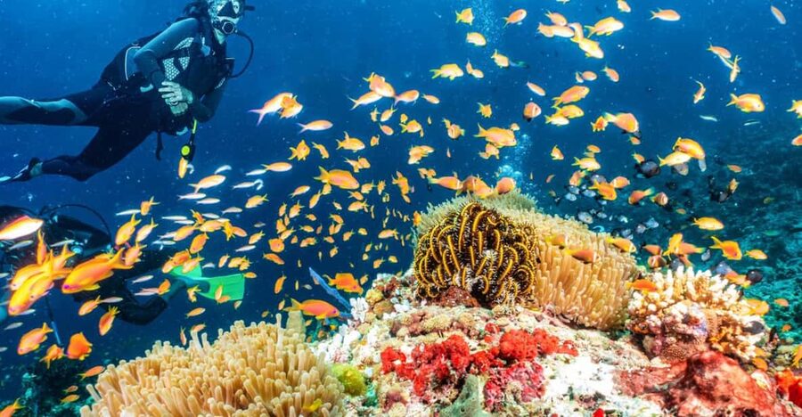 Side: Scuba Diving Tour Journey To The Depths Of The Blue - From your hotel to the harbor