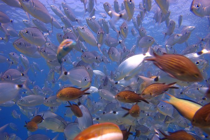 Side: Scuba Diving Under Water Museum - Who will enjoy this experience most?