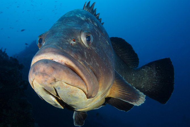 Single Dive for qualified divers from shore, region Puerto del Carmen. - Why Puerto del Carmen works well for a shore session