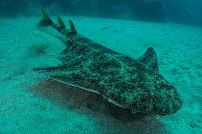 Single Dive for qualified divers from shore, region Puerto del Carmen. - Black Beach, Playa Chica, and the wreck sites