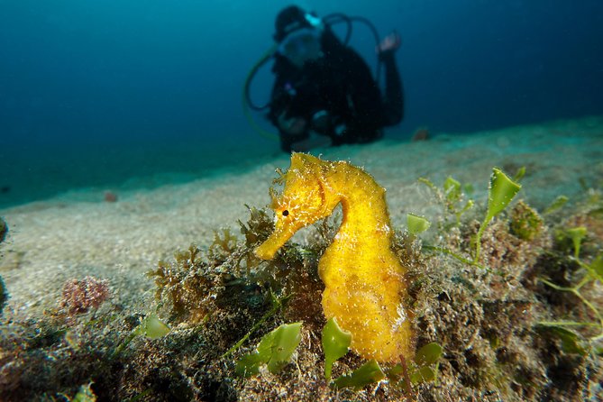 Single Dive for qualified divers from shore, region Puerto del Carmen. - A small group changes the feel