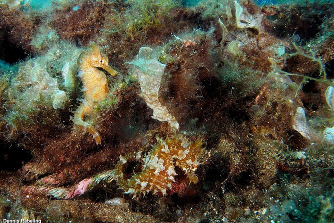 Single Dive for qualified divers from shore, region Puerto del Carmen. - Who will get the most from this experience