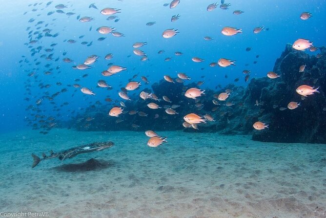 Single Scuba Try-Dive in Puerto del Carmen - small groups - 2 hours - What this Puerto del Carmen scuba session is really like
