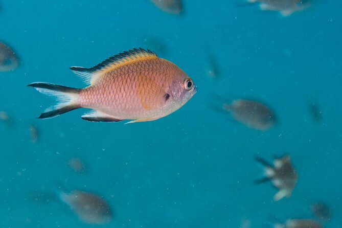 Single Scuba Try-Dive in Puerto del Carmen - small groups - 2 hours - Who will enjoy this experience most