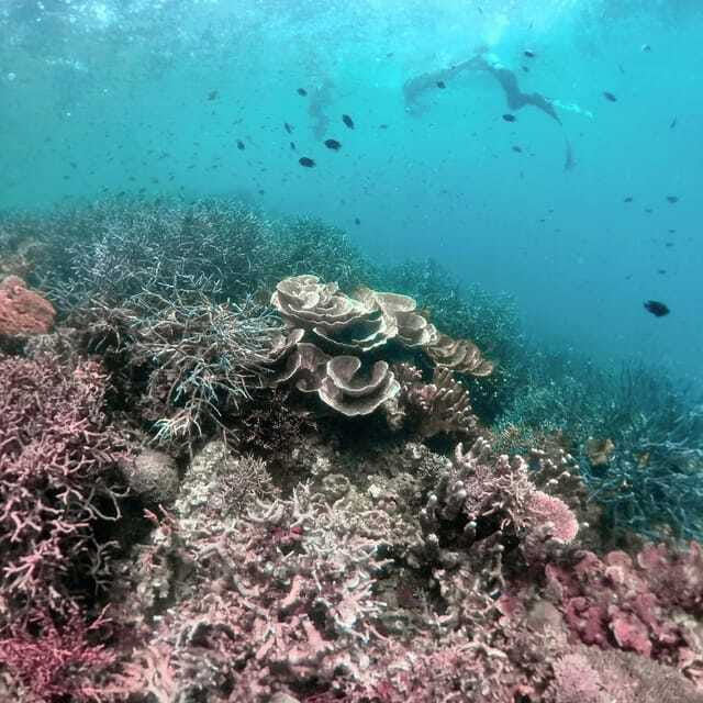 Siquijor: Freediving Adventure with Lunch and Beach Time - Tubod Sanctuary and the cost question