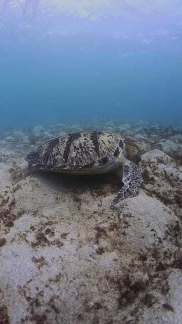 Siquijor: Freediving Adventure with Lunch and Beach Time - Filipino lunch between the water sessions