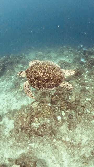 Siquijor: Freediving Adventure with Lunch and Beach Time - Pickup, transport, and the private-group advantage