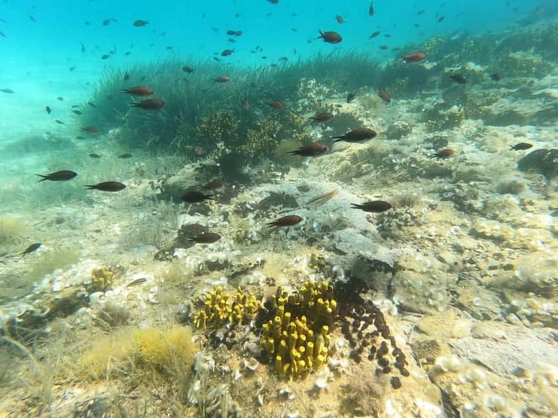 Sithonia: 1 Guided Shore Dive for Certified Divers - The 15-minute briefing is more important than it sounds