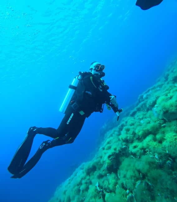 Sithonia: 1 Guided Shore Dive for Certified Divers - What you may see along the Halkidiki coast