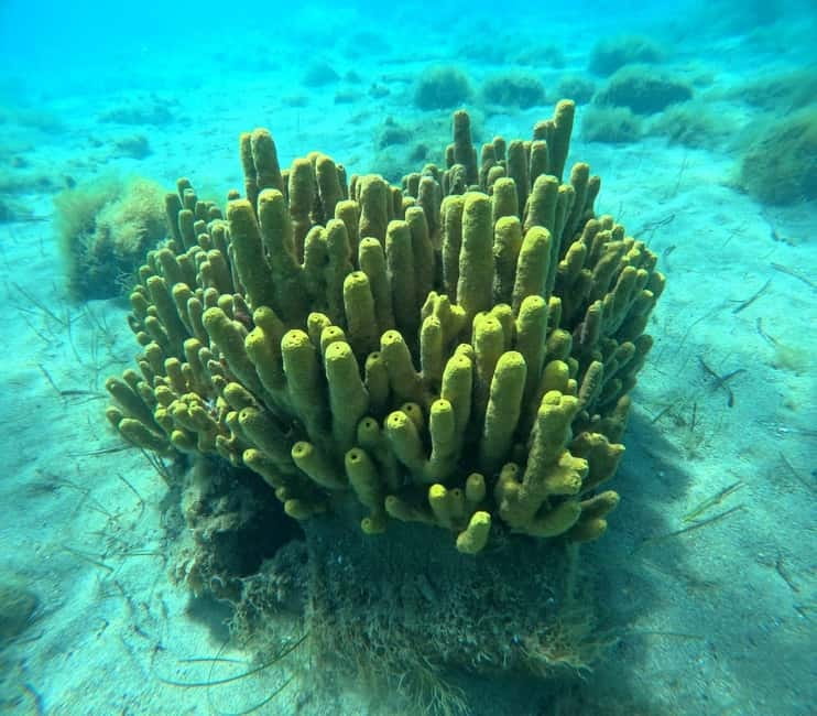 Sithonia: 1 Guided Shore Dive for Certified Divers - One shore entry, with less fuss than a boat trip