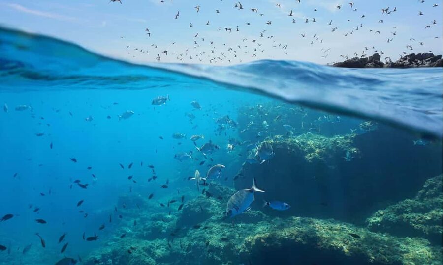 Sithonia: 1 Guided Shore Dive for Certified Divers - Choosing among the 09:00, 12:30, and 16:00 sessions