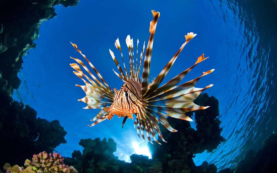Sithonia: Scuba Diving Experience for Beginners - Pickup, timing, and the shape of the day