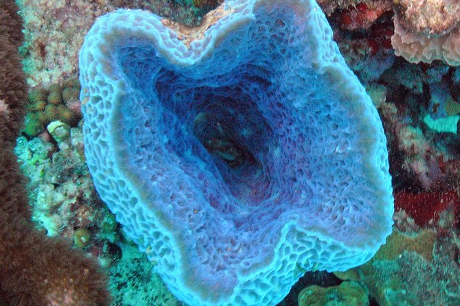 Small-Group Aruba Scuba Diving for Non-Certified Divers - What makes this Aruba experience different