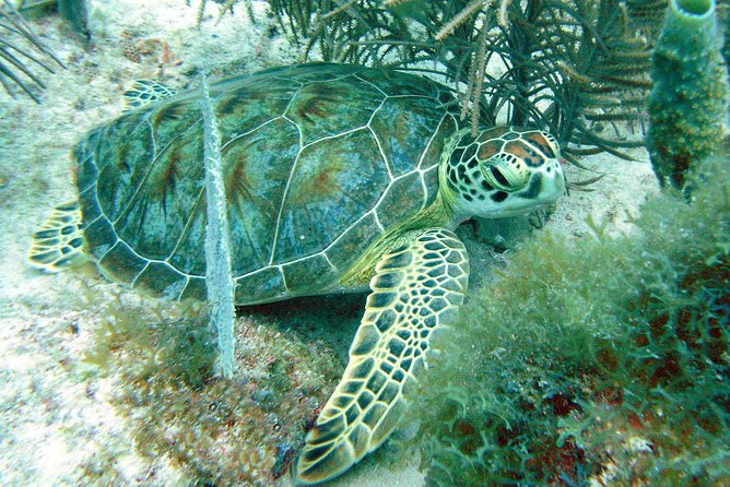 Small-Group Aruba Scuba Diving for Non-Certified Divers - What the underwater portion feels like