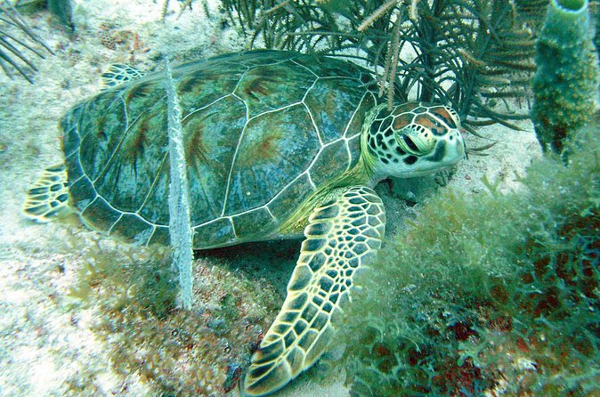Small-Group Aruba Scuba Diving for Non-Certified Divers - The medical form is not a box to ignore