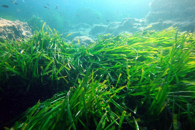 Small Group Diving Adventure in Menorca - Thirty to forty minutes below the surface