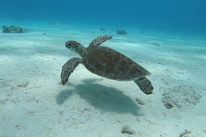Small Group Diving experience in Caribbean - The shore sites and the value of a small group