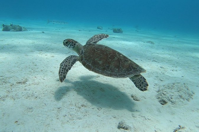 Small Group Diving experience in Caribbean - How the guides shape the experience