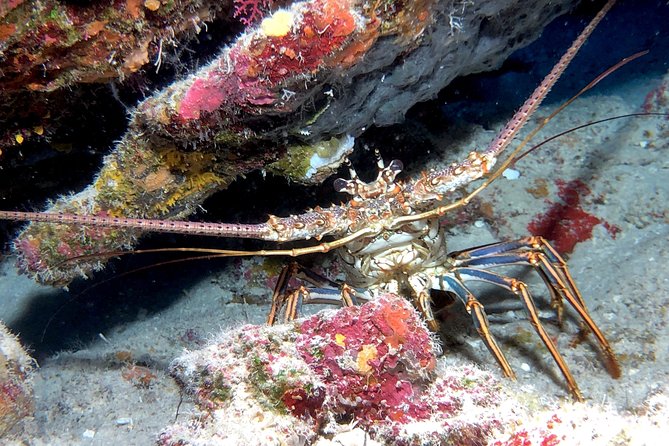 Small Group Guided Shore Dives in St. Andrews State Park, Florida - What the two hours really include