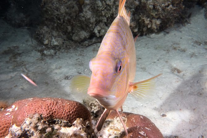 Small Group Guided Shore Dives in St. Andrews State Park, Florida - Weather, cancellation, and practical limits