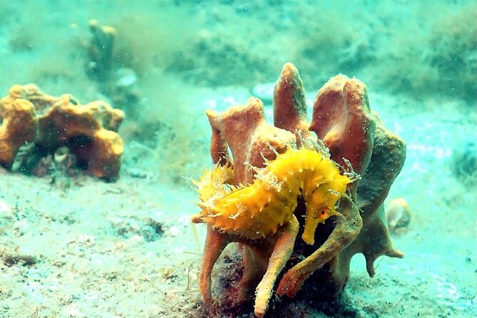 Small-Group Introductory Scuba Diving in Pula - Why this Pula scuba experience works for beginners