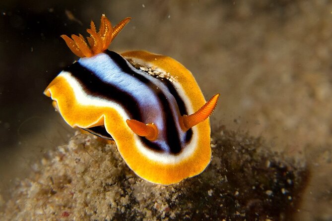 Small-Group Introductory Scuba Diving in Pula - About 30 minutes along the Istrian coast