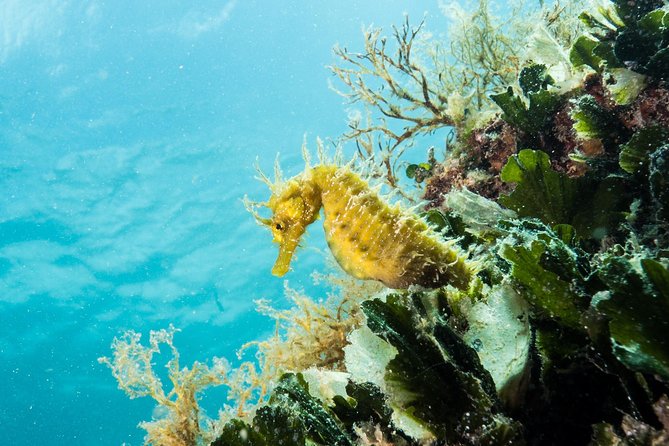 Small-Group Introductory Scuba Diving in Pula - Will you swim independently?