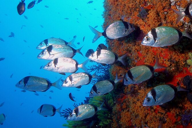 Small-Group Scuba Diving Adventure in Costa Brava - What the three-hour Costa Brava session feels like
