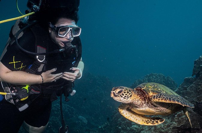 Small-Group Shark and Turtle Dive for Certified Divers - What the underwater route can reveal
