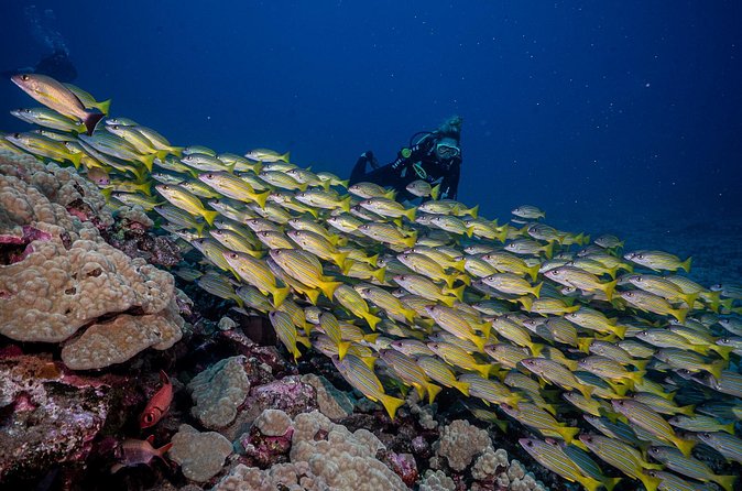 Small-Group Shark and Turtle Dive for Certified Divers - Booking, cancellation, and practical details