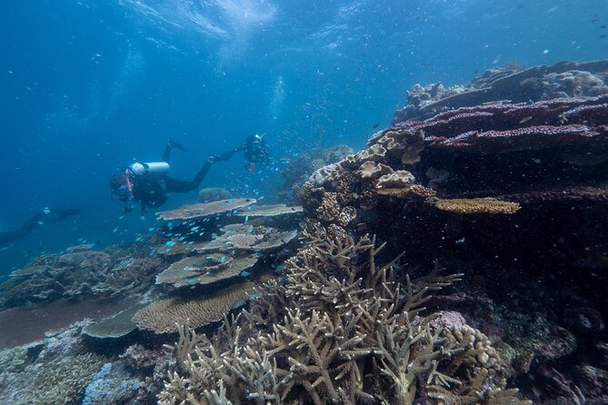 Snorkel & Dive the Reef: Sustainable, Scientific & Cultural Tour - Seeing the reef without swimming