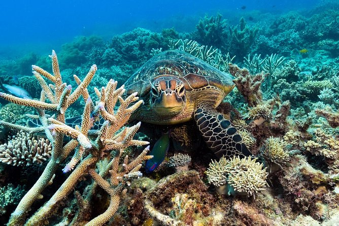 Snorkel & Dive the Reef: Sustainable, Scientific & Cultural Tour - The science and culture of the reef