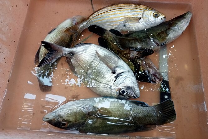 Snorkeling and Diving in the Gulf of Tavolara with Fishing - Space, shade, and the small-group advantage