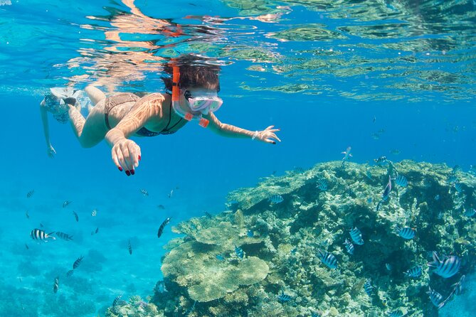 Snorkeling and Diving to Ras Mohamed And White Island by VIP Boat - Key points to know before booking