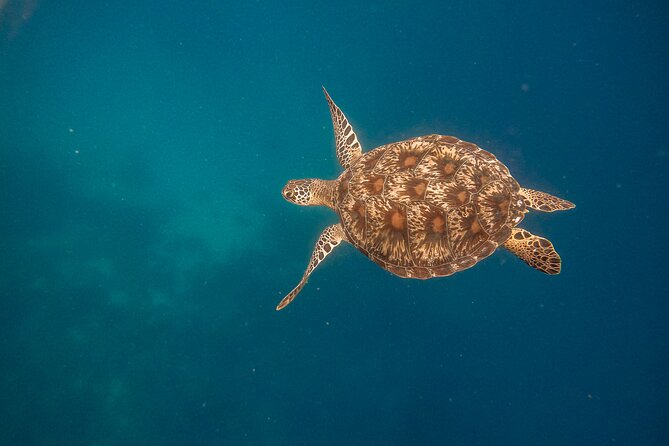 Snorkeling and Freediving Trip around Nusa Penida - SD Point and the final reef drift
