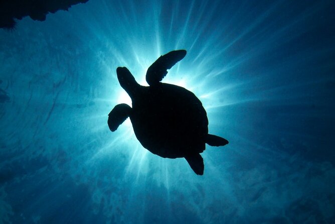 South Maui Discover Scuba Dive - Shallow-water practice before the reef