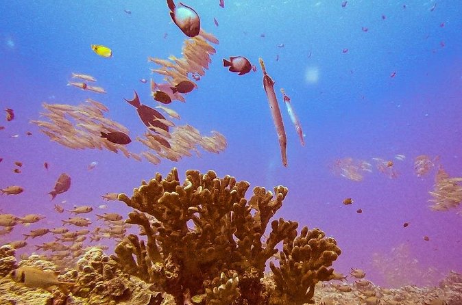 South Maui Discover Scuba Dive - What you may see below the surface