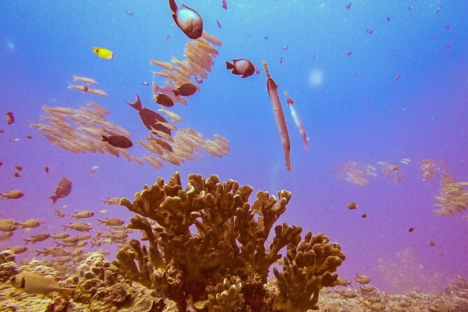 South Maui Discover Scuba Dive - What the $185 price includes