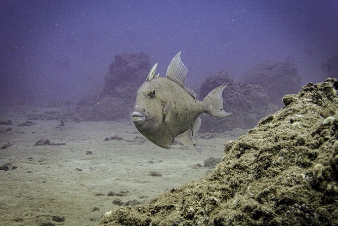 South Maui Discover Scuba Dive - The 7:00 am meeting in Kihei