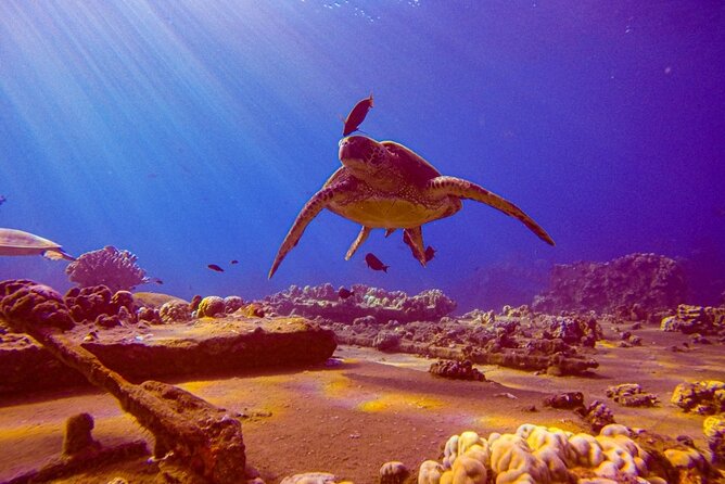 South Maui Shore Dive - Key Points Before You Book