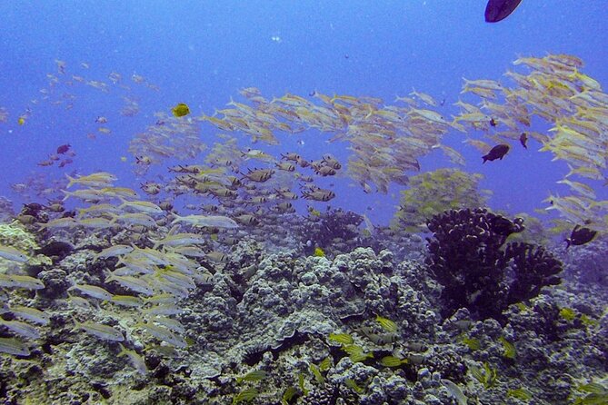 South Maui Shore Dive - A Small Morning Outing in South Maui