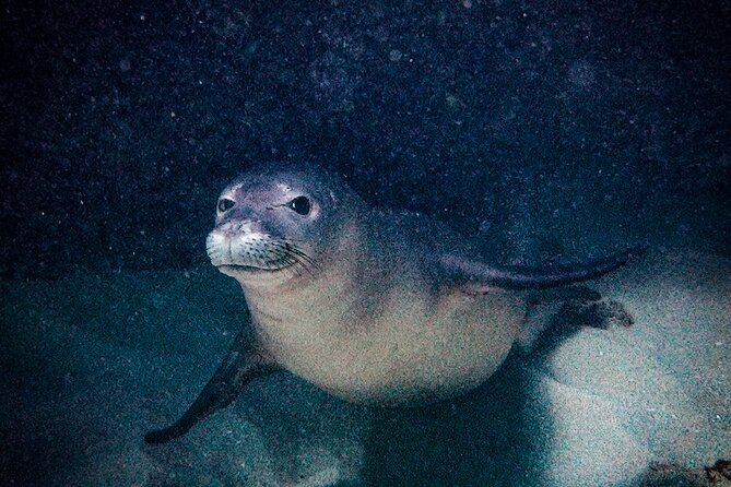 South Maui Shore Dive - Equipment, Photos, and Small Comforts