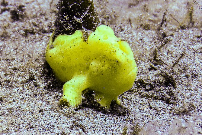 South Maui Shore Dive - The Possible Second Site