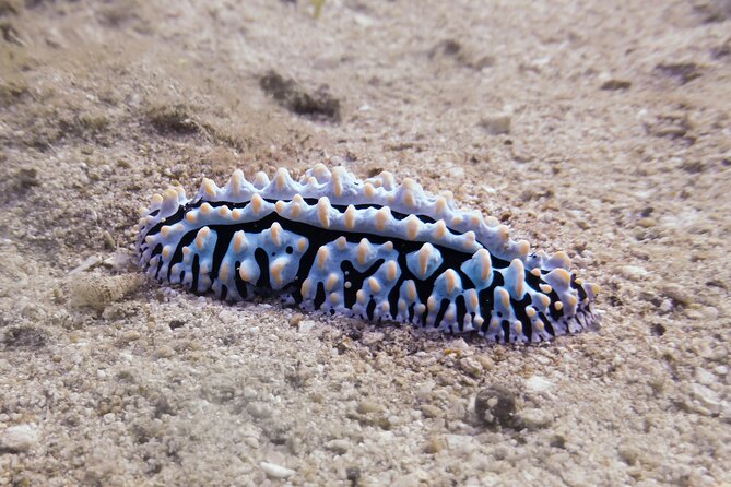 South Maui Shore Dive - Is $155 a Fair Price?