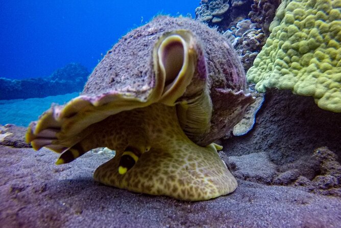 South Maui Shore Dive - Who Should Book This Experience?