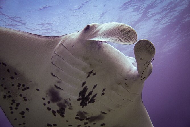 South Maui Shore Dive - Practical Planning for the 7:00 am Start